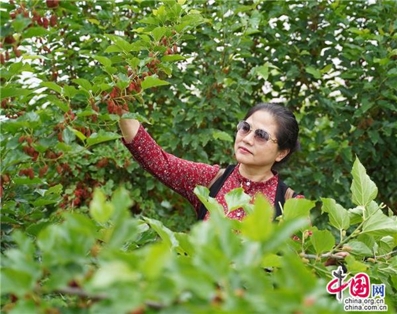 果酒批发：一场味蕾与市场的相遇